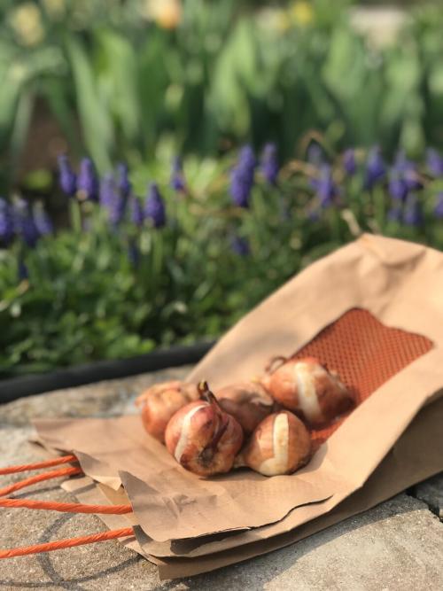 Когда сажать тюльпаны. Можно ли посадить тюльпаны весной? Когда они зацветут?