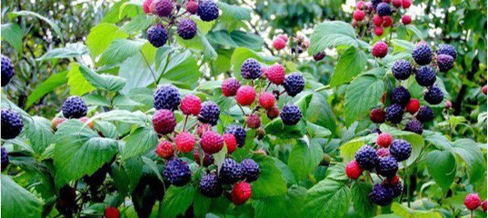 Плодовые кустарники