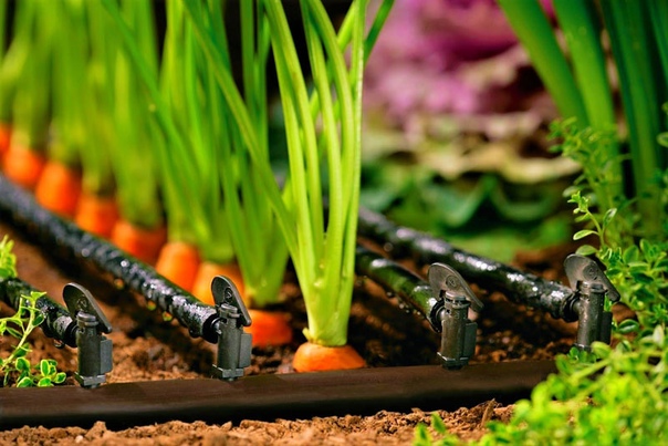 Какую систему капельного полива выбрать