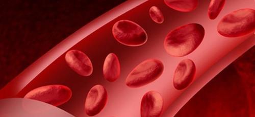 Магония ягоды можно ли есть. Все о магонии