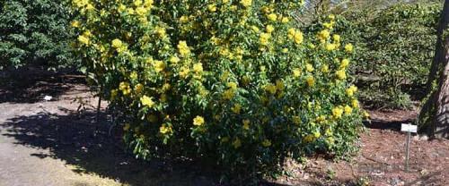 Магония ягоды можно ли есть. Все о магонии