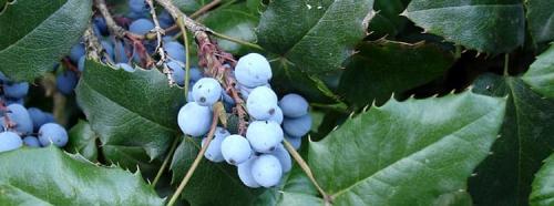 Магония ягоды можно ли есть. Все о магонии