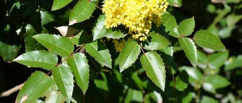 Магония ягоды можно ли есть. Все о магонии