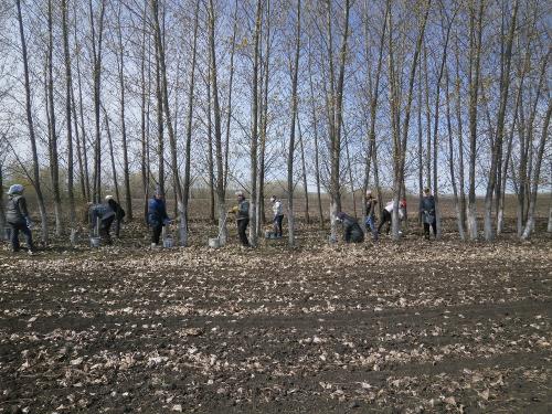 Побелка деревьев варламов. Одной глупостью меньше