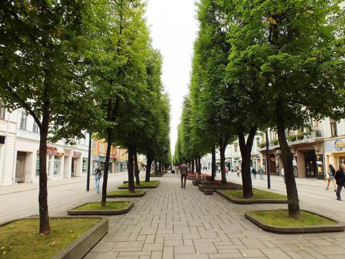 Побелка деревьев запрещена. Белить или не белить