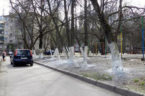 Побелка деревьев запрещена. Белить или не белить