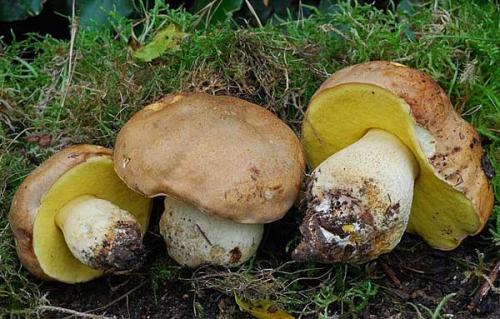 Как заморозить огурцы на зиму. Заготовка огурцов на зиму. Мой любимый способ. Никаких закруток - заморозка. Зимой наслаждаюсь ароматом и вкусом своих огурчиков 04