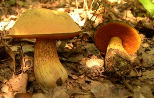 Как заморозить огурцы на зиму. Заготовка огурцов на зиму. Мой любимый способ. Никаких закруток - заморозка. Зимой наслаждаюсь ароматом и вкусом своих огурчиков 02