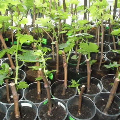 Какие деревья сажать осенью. Какие деревья и кустарники лучше сажать осенью и почему? 05