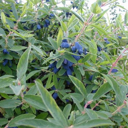 Какие деревья сажать осенью. Какие деревья и кустарники лучше сажать осенью и почему? 08