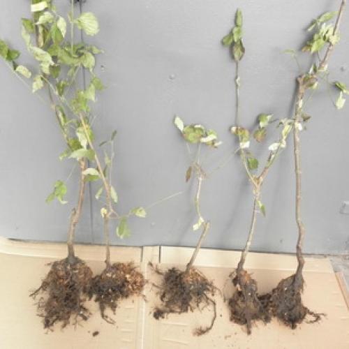 Когда сажают деревья осенью. Какие плодовые деревья и кустарники сажают осенью 04