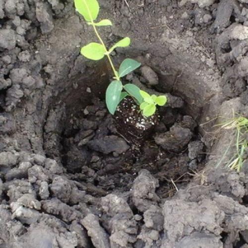 Когда сажают деревья осенью. Какие плодовые деревья и кустарники сажают осенью 02