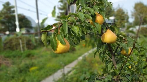 Когда сажать деревья осенью. Какие плодовые деревья и кустарники сажают осенью 18