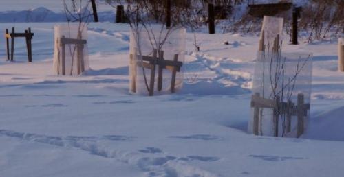 Когда сажают деревья осенью в поволжье. Сроки осенней посадки в разных регионах