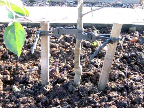 Когда сажают деревья осенью в поволжье. Сроки осенней посадки в разных регионах