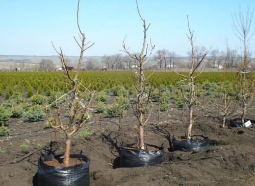 Когда сажают деревья осенью или весной. Посадка деревьев: весной или осенью? Когда лучше?
