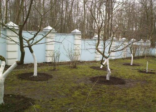 Когда сажают деревья осенью или весной. Посадка деревьев: весной или осенью? Когда лучше?