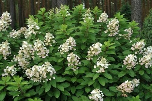 Гортензия метельчатая Тардива — посадка и уход