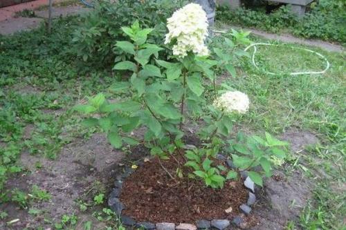 Гортензия метельчатая Тардива — посадка и уход