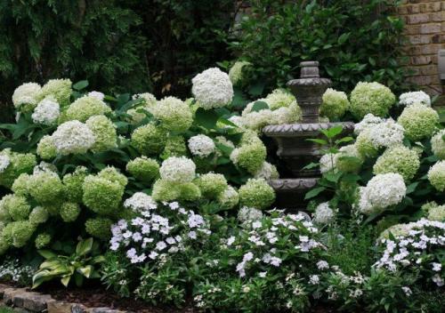 Что посадить рядом с гортензией метельчатой. Лучшие многолетники для посадки с гортензиями
