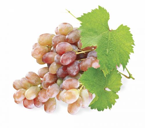 Виноград Тайфи косточки. Описание сорта винограда Тайфи