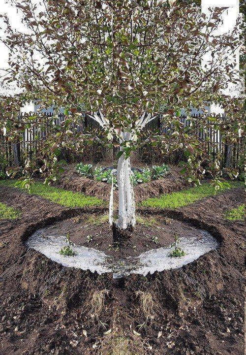 Чем обработать яблони и груши от парши. 5 способов борьбы с паршой на яблонях и грушах