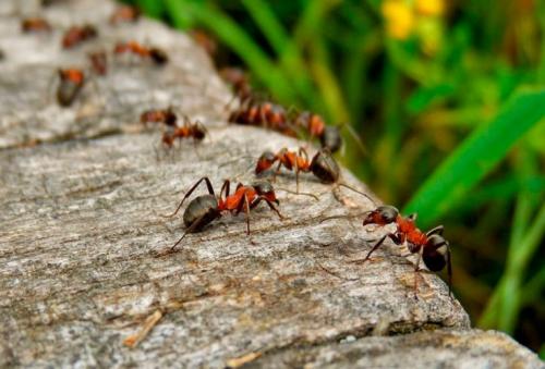 Mraveniště zahradních mravenců
