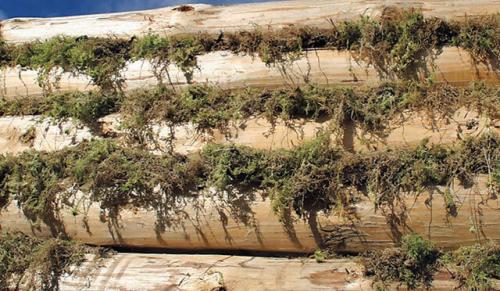 Когда конопатить сруб после сборки для бани. Чем и как правильно конопатить баню – практические советы мастера