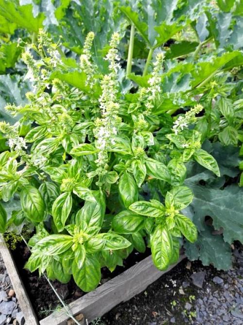 Что посадить на даче начинающему дачнику. Навигация по записям