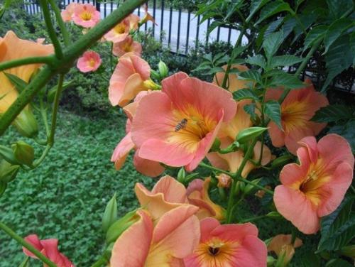 Самые неприхотливые цветы для дачи. Обзор многолетних видов