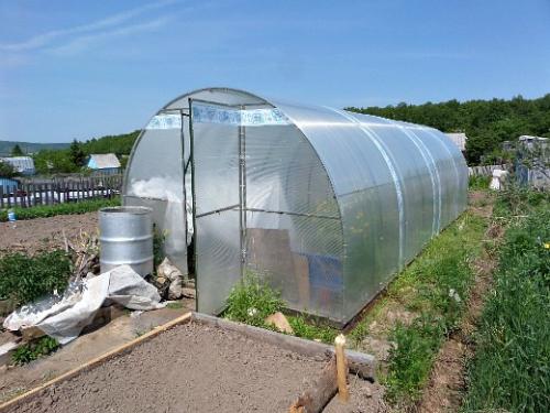 Что посадить на даче начинающему дачнику. Навигация по записям