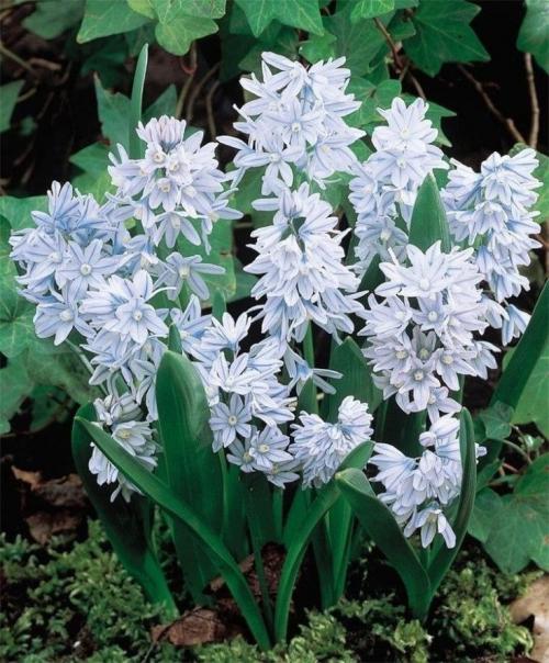 Самые неприхотливые цветы для дачи. Обзор многолетних видов