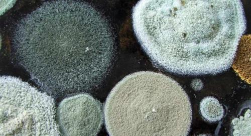 Плесень в подвале деревянного дома, как избавиться. Грибок в подвале частного дома: как избавиться от упрямой плесени?