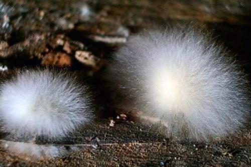 Плесень в подвале деревянного дома, как избавиться. Грибок в подвале частного дома: как избавиться от упрямой плесени?