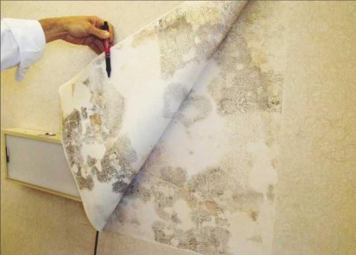 Плесень под обоями, как избавиться в домашних условиях. Плесень под обоями, как избавиться
