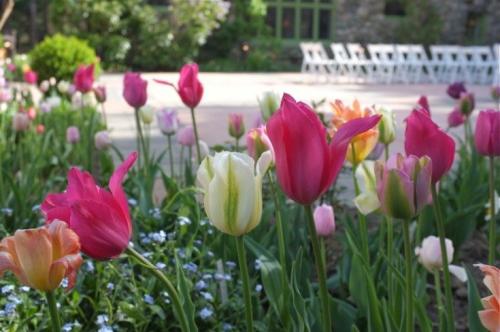 Самые неприхотливые цветы для дачи. Обзор многолетних видов