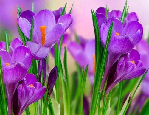 Самые неприхотливые цветы для дачи. Обзор многолетних видов