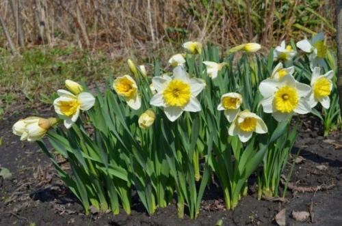 Самые неприхотливые цветы для дачи. Обзор многолетних видов