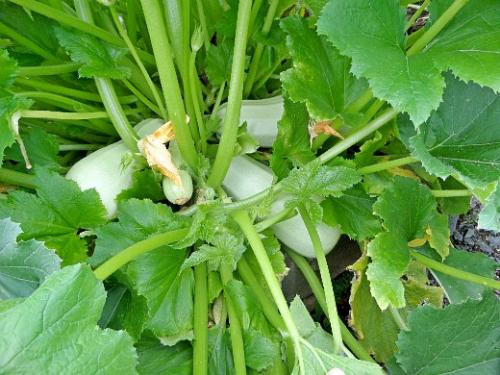 Что посадить на даче начинающему дачнику. Навигация по записям