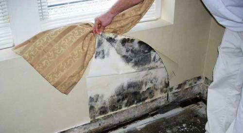 Плесень под обоями, как избавиться в домашних условиях. Плесень под обоями, как избавиться