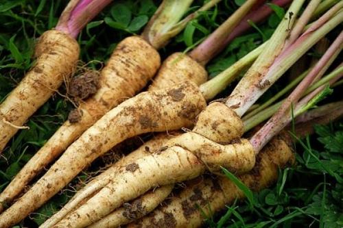 Что садить осенью на даче. Посадка плодовых, лиственных деревьев и кустарников 01