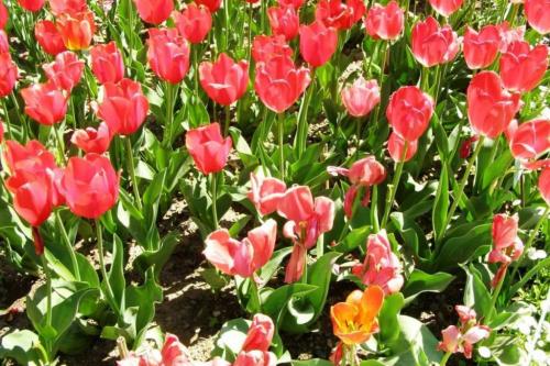 Что посадить на даче начинающему дачнику. Тюльпан ботанический