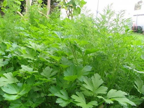 Что садить осенью на даче. Посадка плодовых, лиственных деревьев и кустарников 02