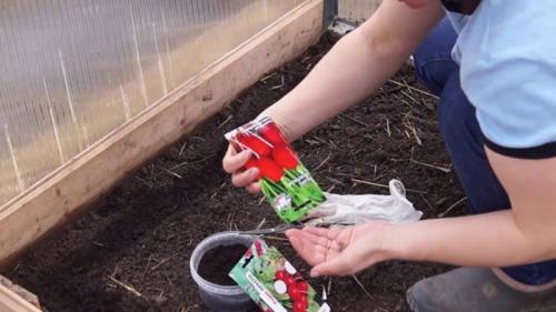 Что садить осенью на даче. Посадка плодовых, лиственных деревьев и кустарников 06