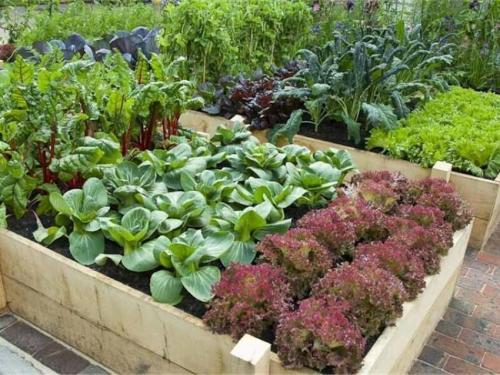 Что посадить на даче, чтобы не ухаживать — советы ленивым и занятым огородникам