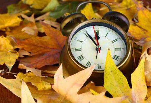 Что садить осенью на даче. Посадка плодовых, лиственных деревьев и кустарников 14