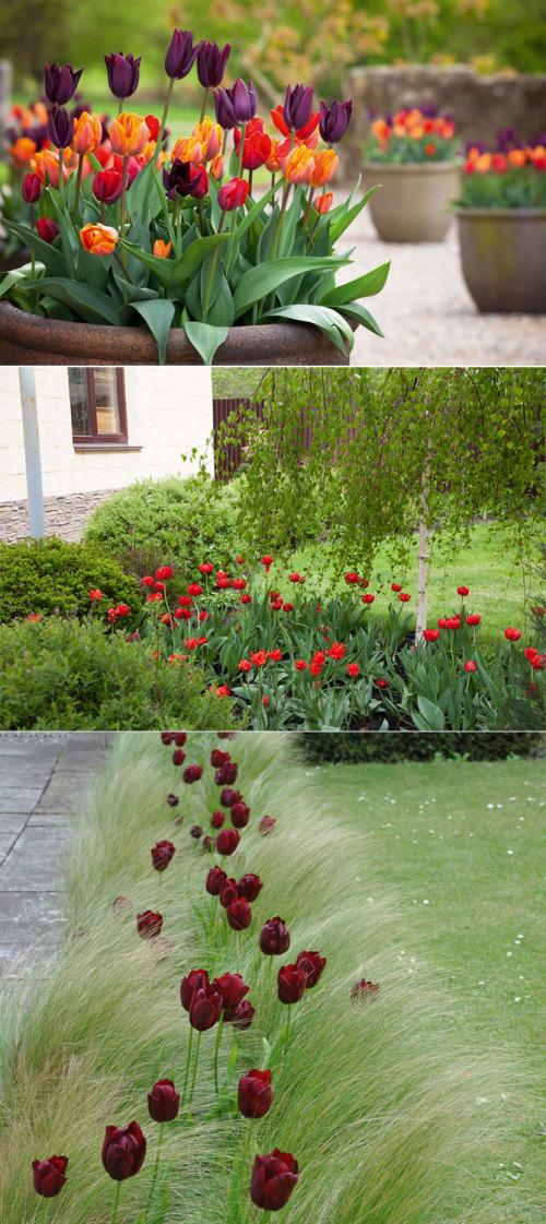 Толкачики цветы. Описание садовых многолетних цветов для дачи с названиями и фото