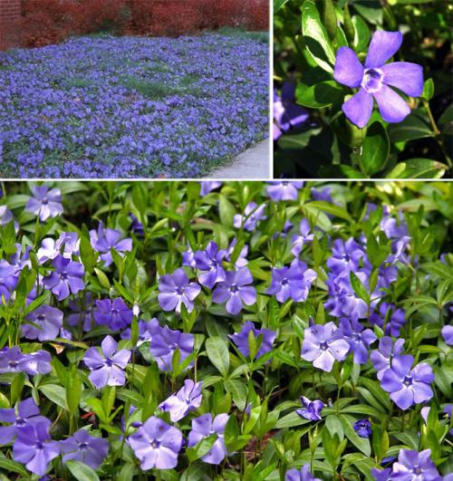 Толкачики цветы. Описание садовых многолетних цветов для дачи с названиями и фото