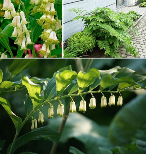 Толкачики цветы. Описание садовых многолетних цветов для дачи с названиями и фото