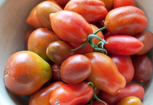 Как сохранить помидоры свежими. Популярные лежкие разновидности помидоров